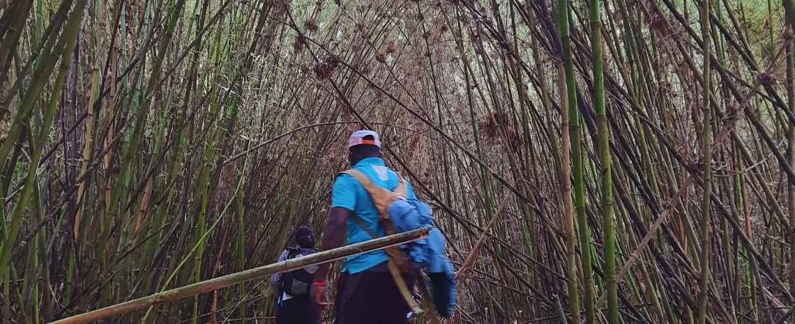 giant bamboo